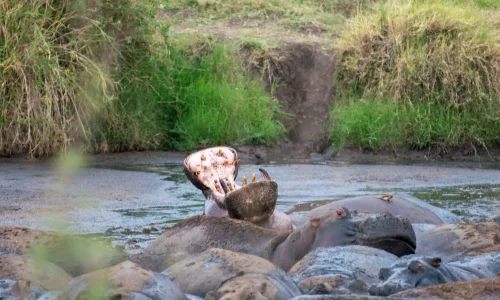 hippopotame dans un point d’eau du parc national du serengeti