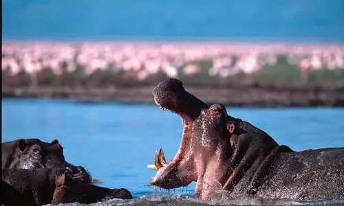 hippopotames-au-parc-national-du-lac-manyara