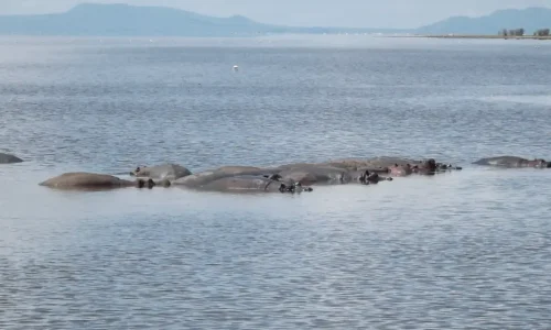 hippopotames-dans-l-eau-au-lac-manyara