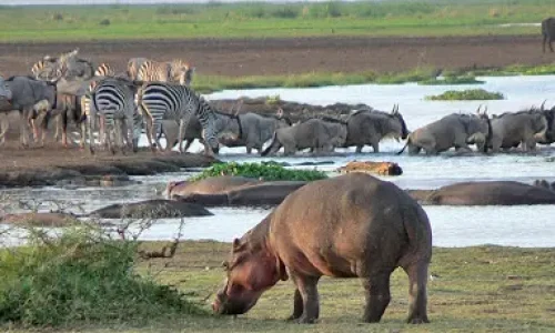hippopotames du parc national du lac Manyara