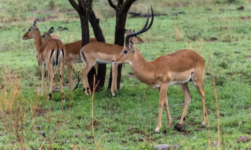 impala dans le parc national du serengeti