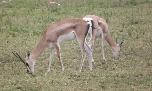 impalas-dans-le-cratère-du-ngorongoro