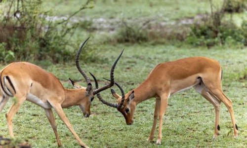 impalas en train de se battre dans le parc national du serengeti