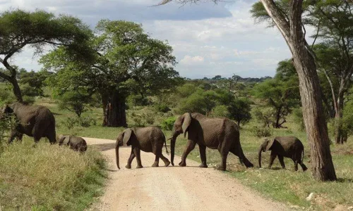 invités kiwoito rencontre rapprochée avec une famille d éléphants