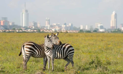 kenia_nairobi_zebras