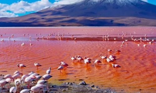 lac natron