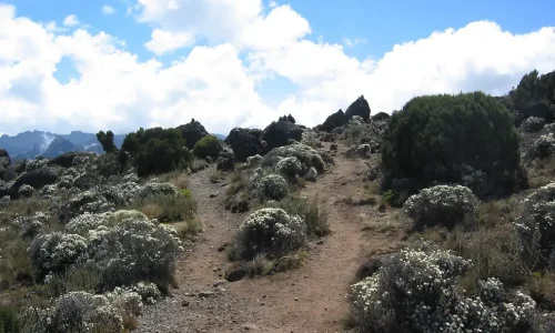 landes de Shira sur le Kilimandjaro