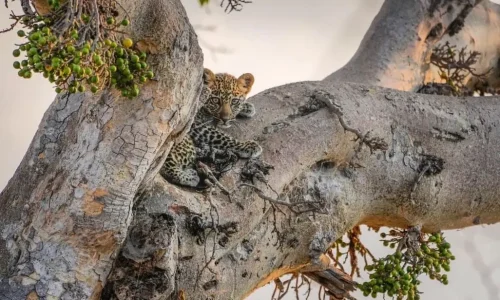 léopard au repos dans le parc national de Tarangire