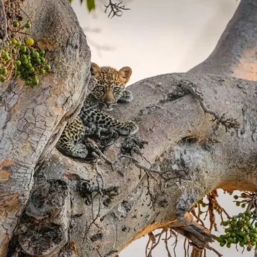 léopard au repos dans le parc national de Tarangire