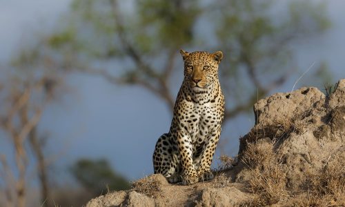 léopard dans le parc national du Serengeti