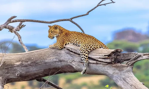 léopard dans un arbre du Serengeti