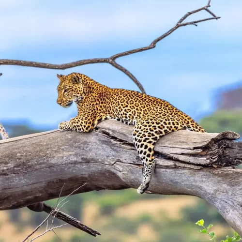 léopard dans un arbre du Serengeti