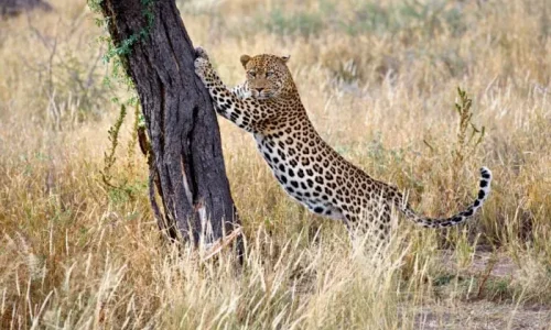leopard in Tsavo National park