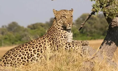 léopard observant les plaines du serengeti à la recherche de proie