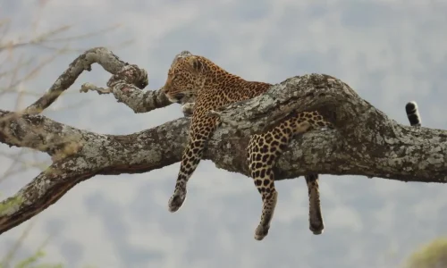 léopard se reposant sur une branche d’arbre dans le serengeti