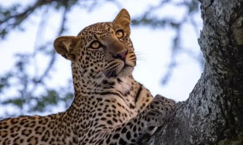 léopard sur une branche d’arbre lors d’un safari en tanzanie (1)