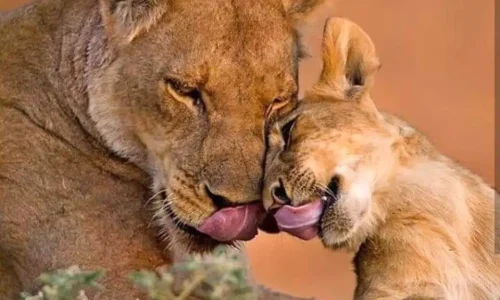 lioness with its cub in serengeti national park