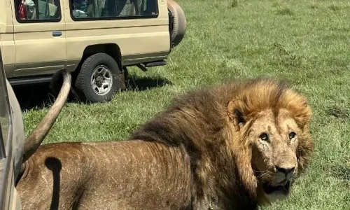 lion dans le parc national du serengeti