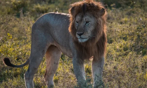 lion de safari en Tanzanie dans la savane