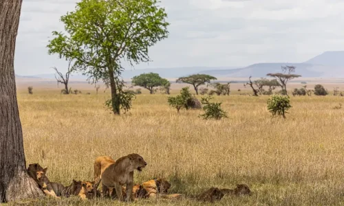 lion du Serengeti au repos