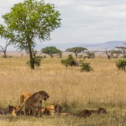 lion du Serengeti au repos