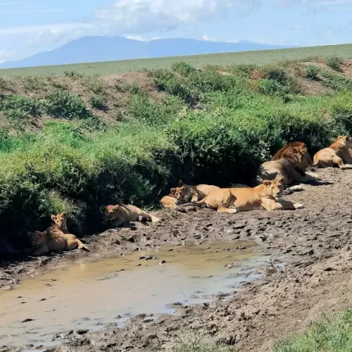 lion du Serengeti sur les rives de la rivière