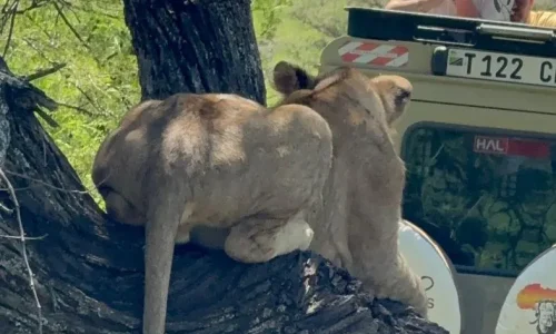 lion grimpant à un arbre dans le parc national du serengeti