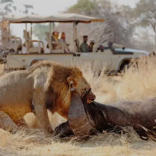 lion mangeant un buffle