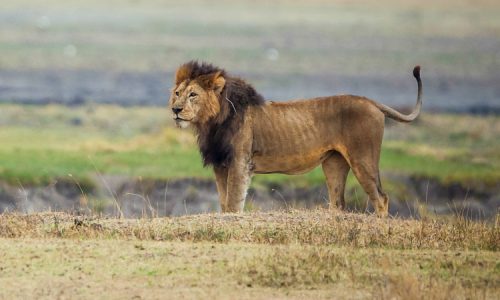 cratère du Ngorongorocratère du Ngorongoro