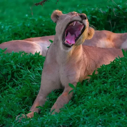 lion-parc-national-de-nyerere