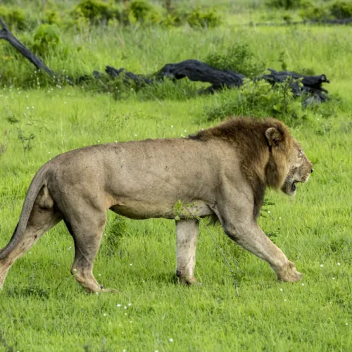 lion-parc-national-mikumi