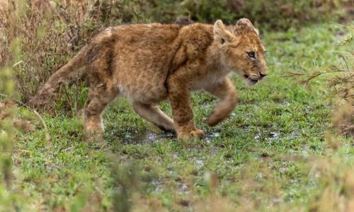 lionceau dans le parc national du serengeti