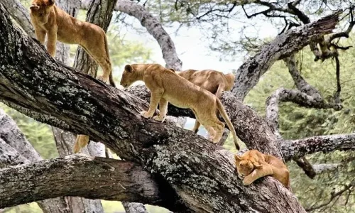 lionceau-grimpant-aux-arbres-au-lac-manyara