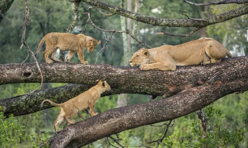 lions dans les arbres du parc national du lac Manyara