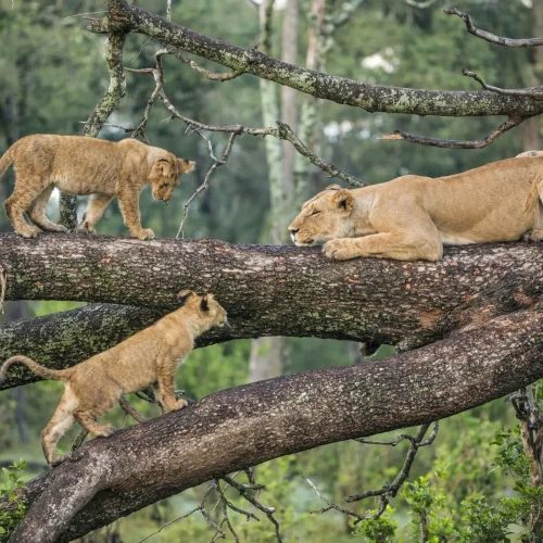 lions dans les arbres du parc national du lac Manyara
