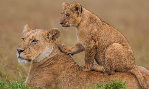 lions-masai-mara-kenya