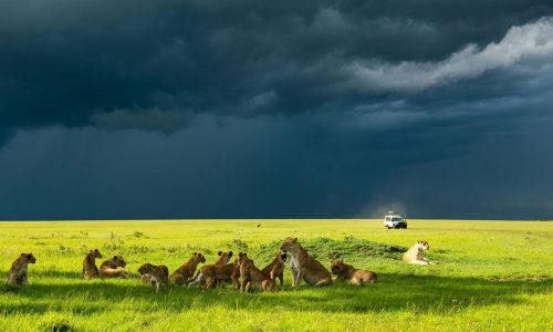 lions masai mara