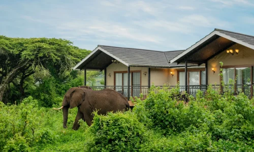 Lion’s Paw Camp