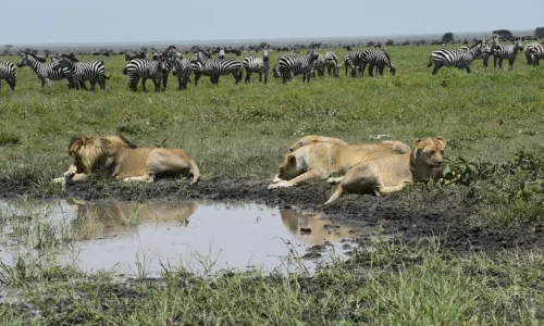 lions se reposant à proximité de troupeaux de gnous et de zèbres pendant la grande migration des gnous