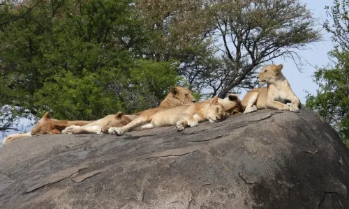 lions sur des kopjes rocheux dans le parc national du serengeti (2)