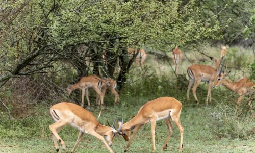 mâles impalas en train de se battre dans le parc national du serengeti