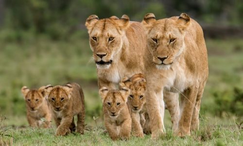 masai mara lions