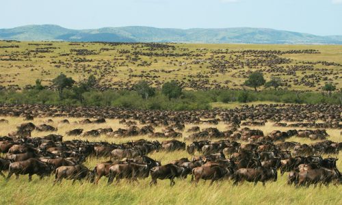 migration des gnous-masaï-mara