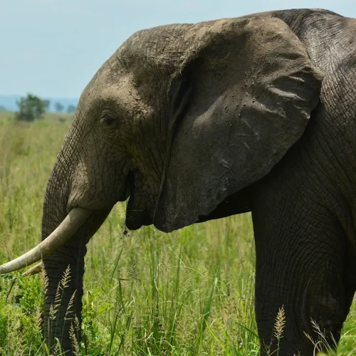 mikumi-national-park-elephant