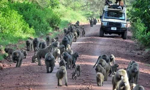 observation-de-babouins-depuis-un-jeep-de-safari-kiwoito-africa-safaris