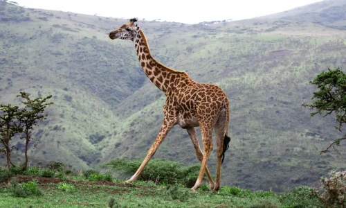 observation-de-girafes-dans-la-zone-de-conservation-du-ngorongoro