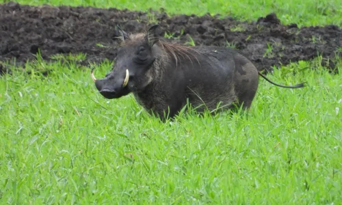 observation-de-phacochères-par-les-touristes-kiwoito