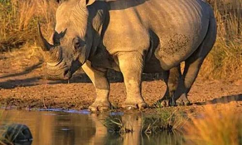 observation-de-rhinocéros-noir-dans-le-cratère-du-ngorongoro-avec-kiwoito-africa-safaris