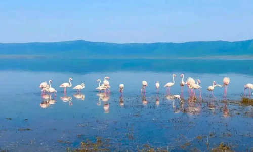 observation-des-oiseaux-dans-les-zones-humides-du-cratère-du-ngorongoro