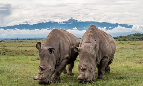 ol pejeta rhino